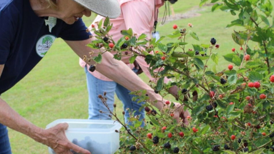 Photo of gardener picking blackberries