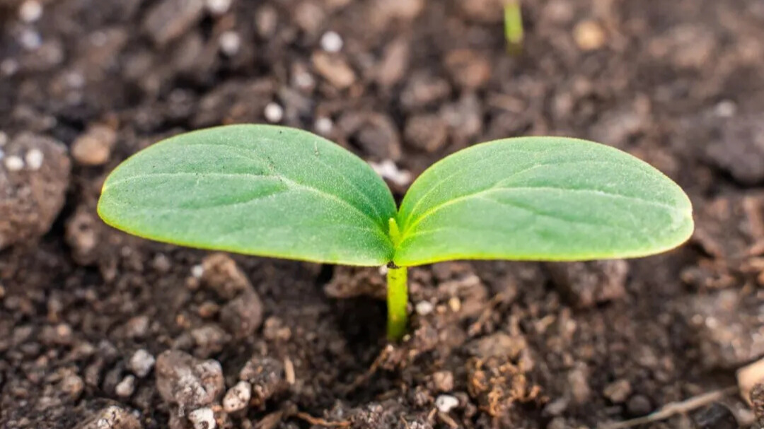 Image of a seedling in soil