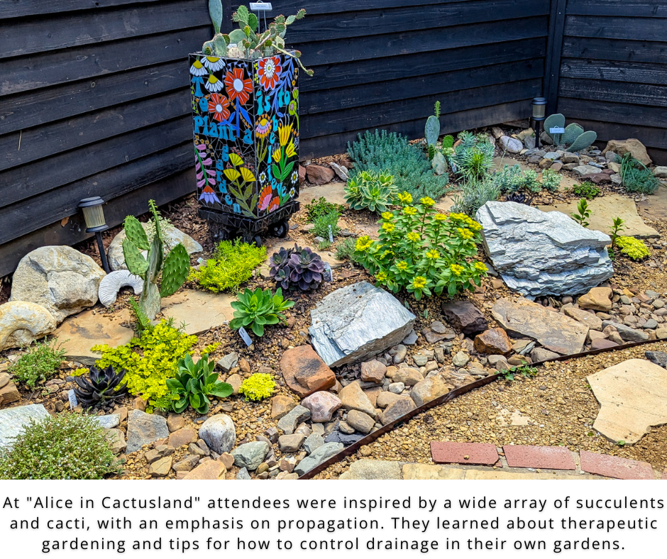 Photo of olla watering pots in a raised bed with grape plants.