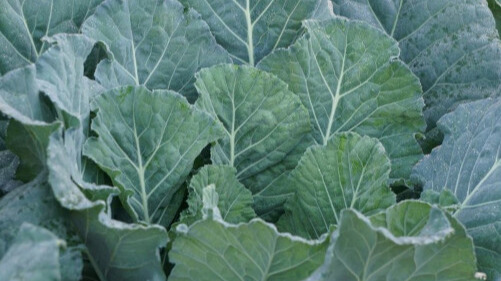 Close up image of collard greens