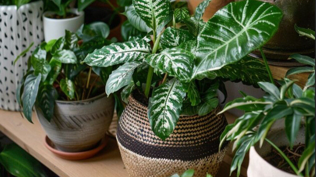 Image of multiple houseplants