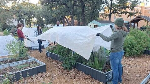 Gardeners working in the UNT community garden.