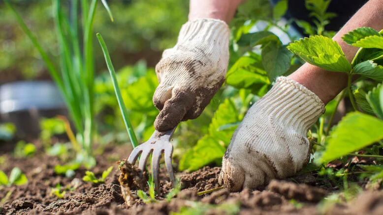 Image of gardener using tool in soil