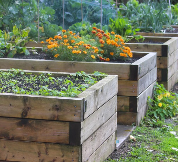 Raised begs plants with vegetables and flowers.
