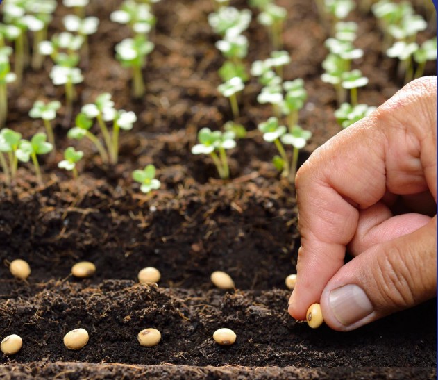 Planting seeds by hand in front of seedlings.