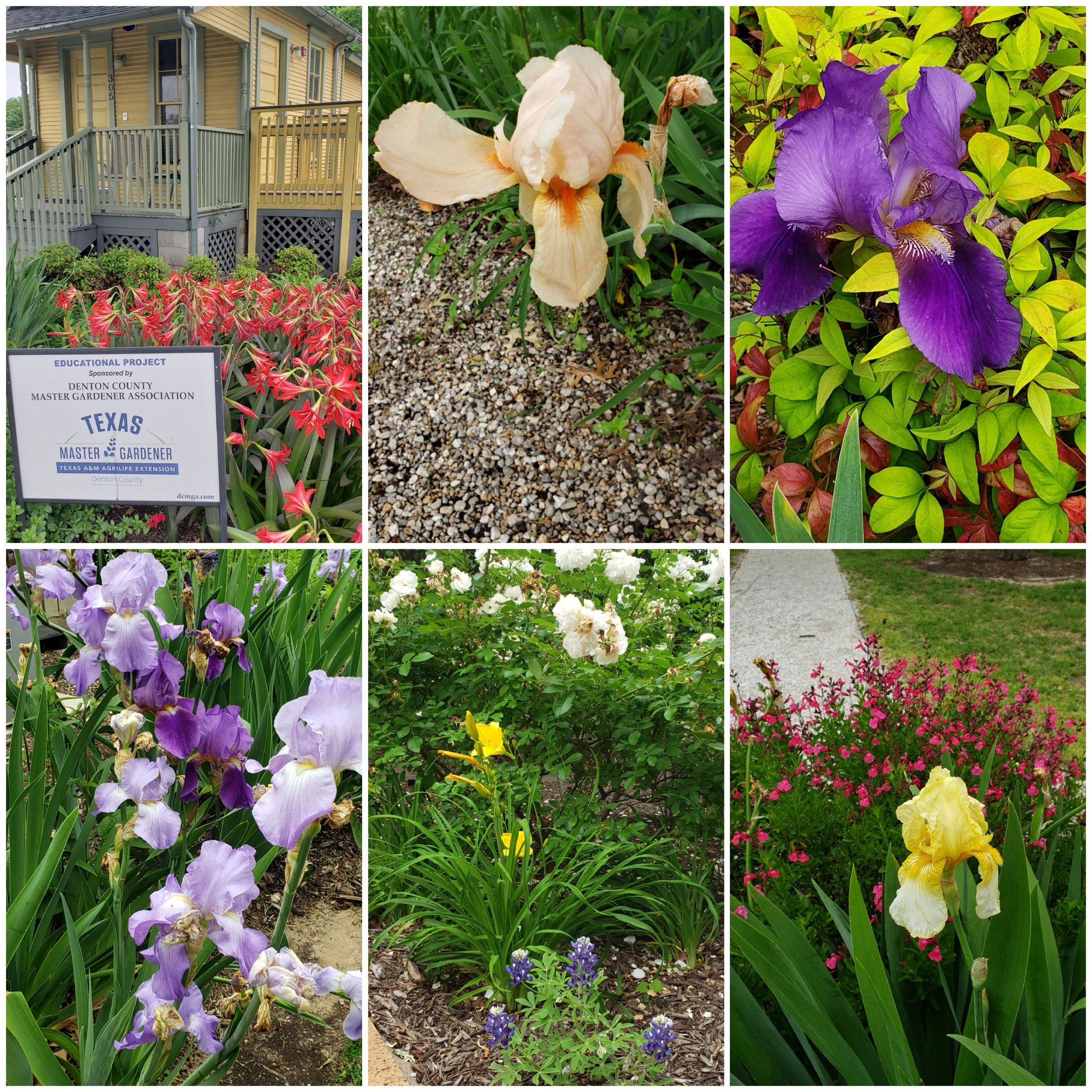 Six photos of different colored irises at the Historical Park Gardens.
