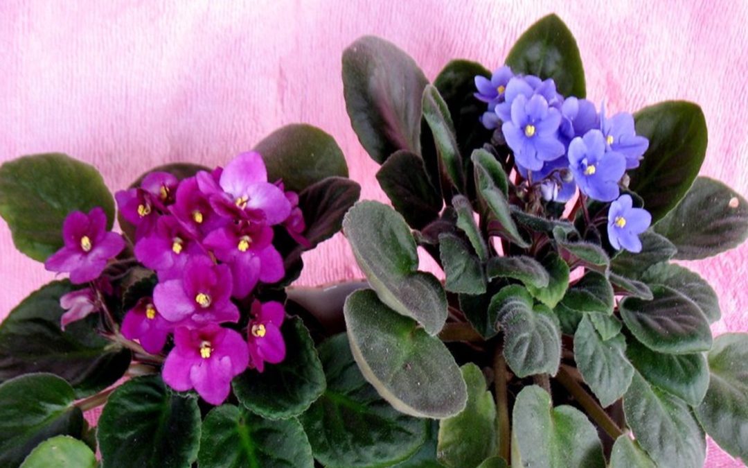 The African Violet Journey — from leaf to bloom