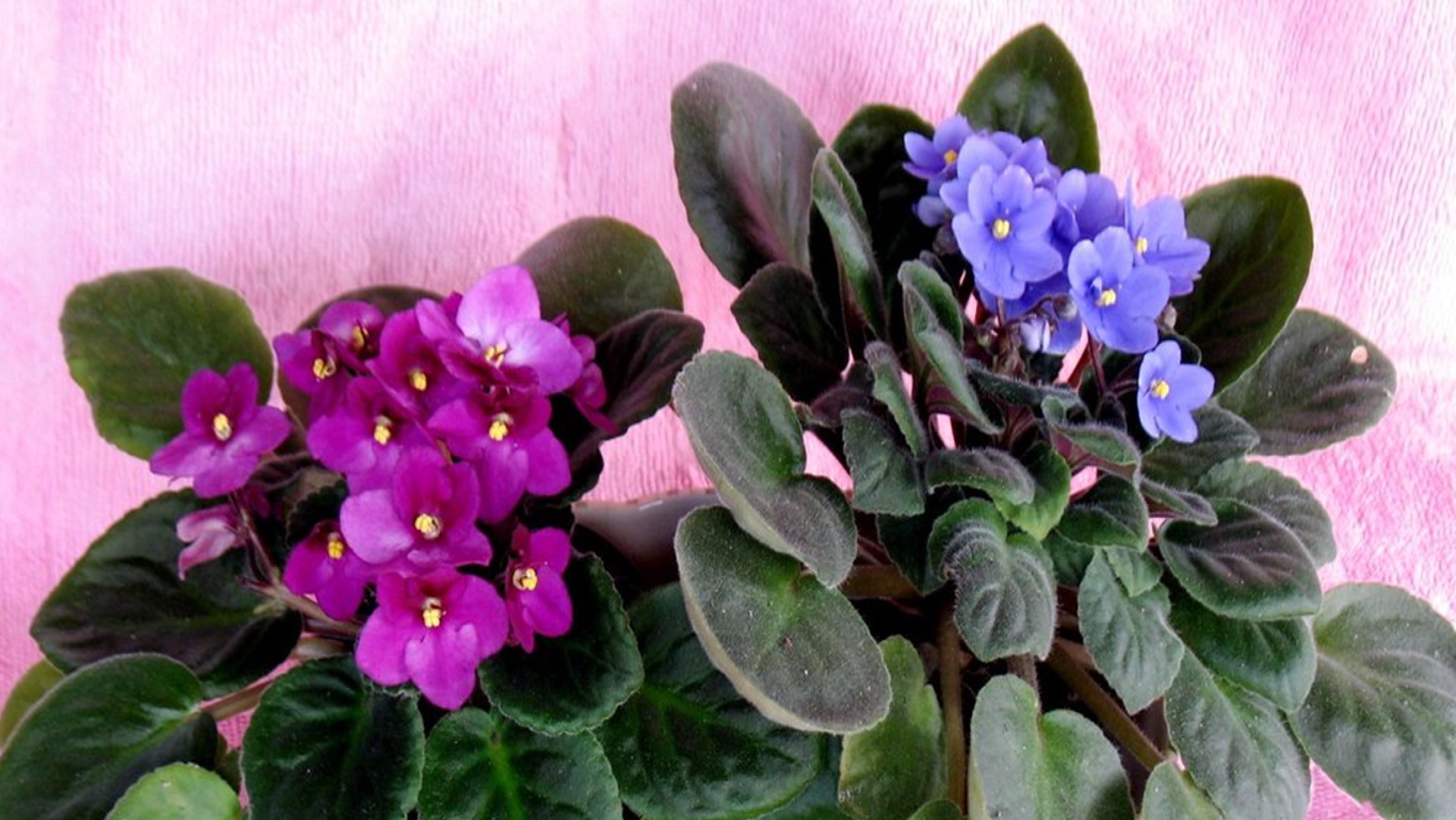 Photo of pink and purple African violets.