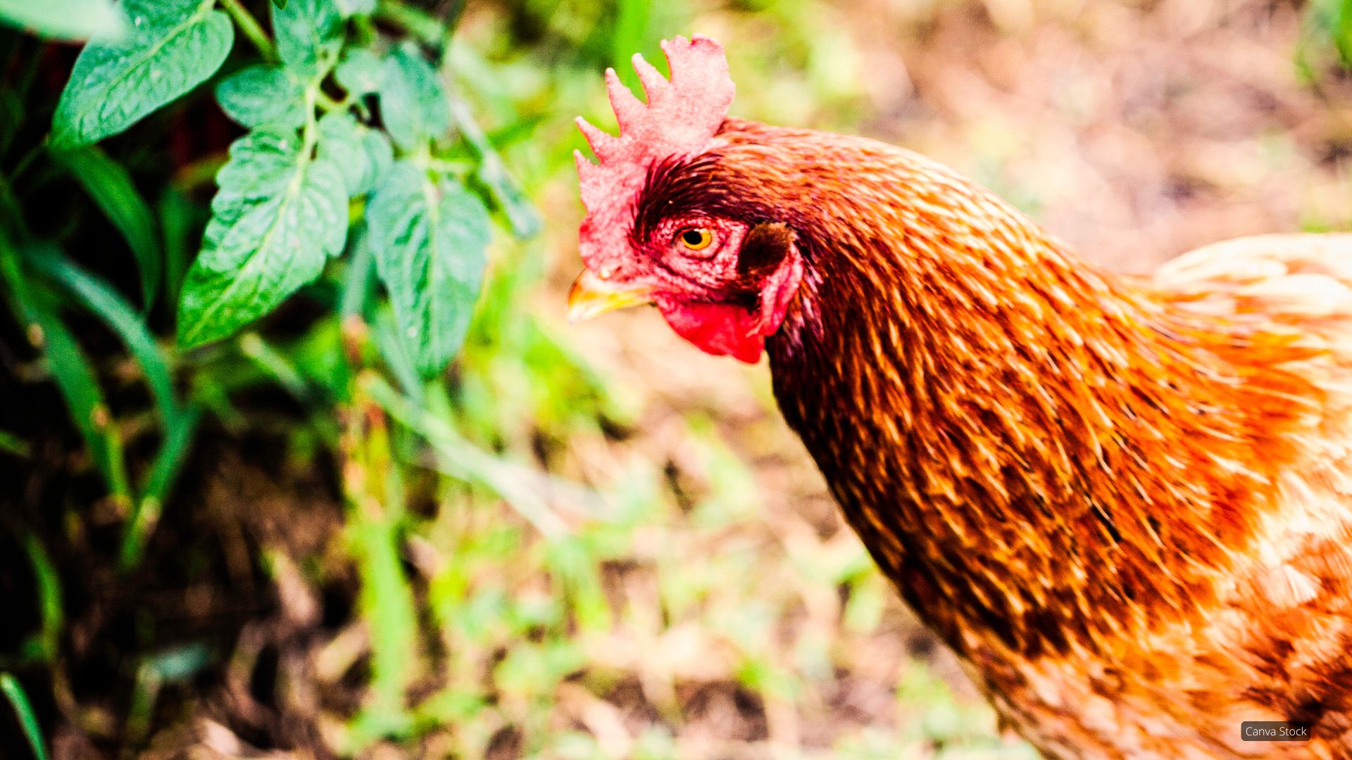 Photograph of a chicken hen in a garden.