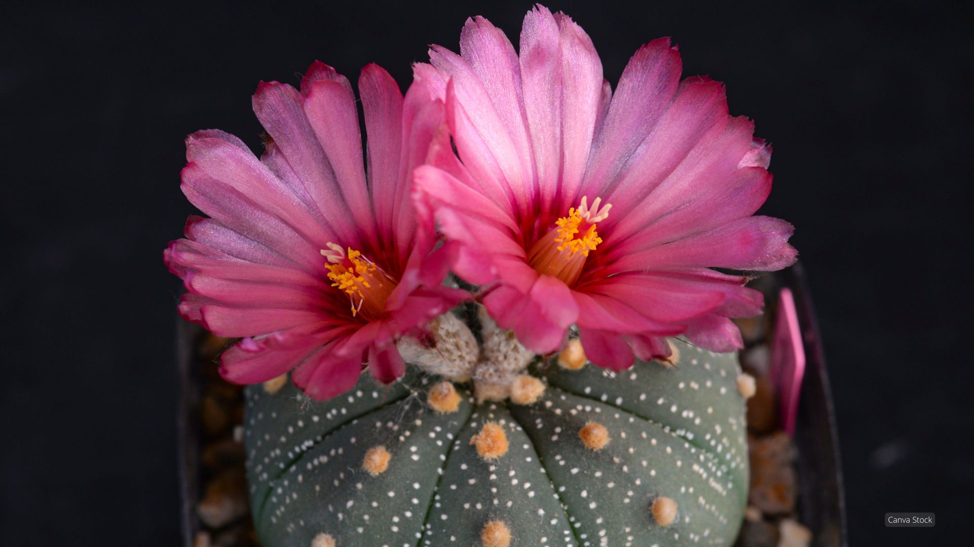 Photo of a potted cactus in bloom.