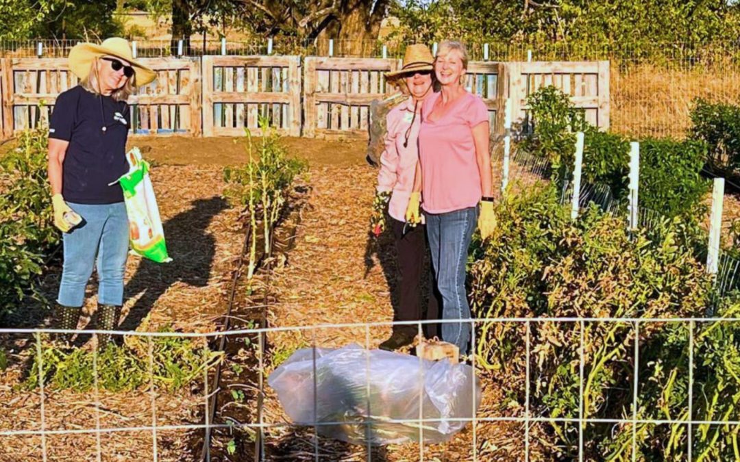 Learn about the Best Garden Plants for Texas?