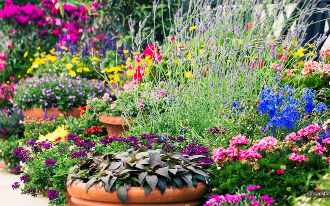 Grow Big in Small Spaces: Container Gardening Basics!