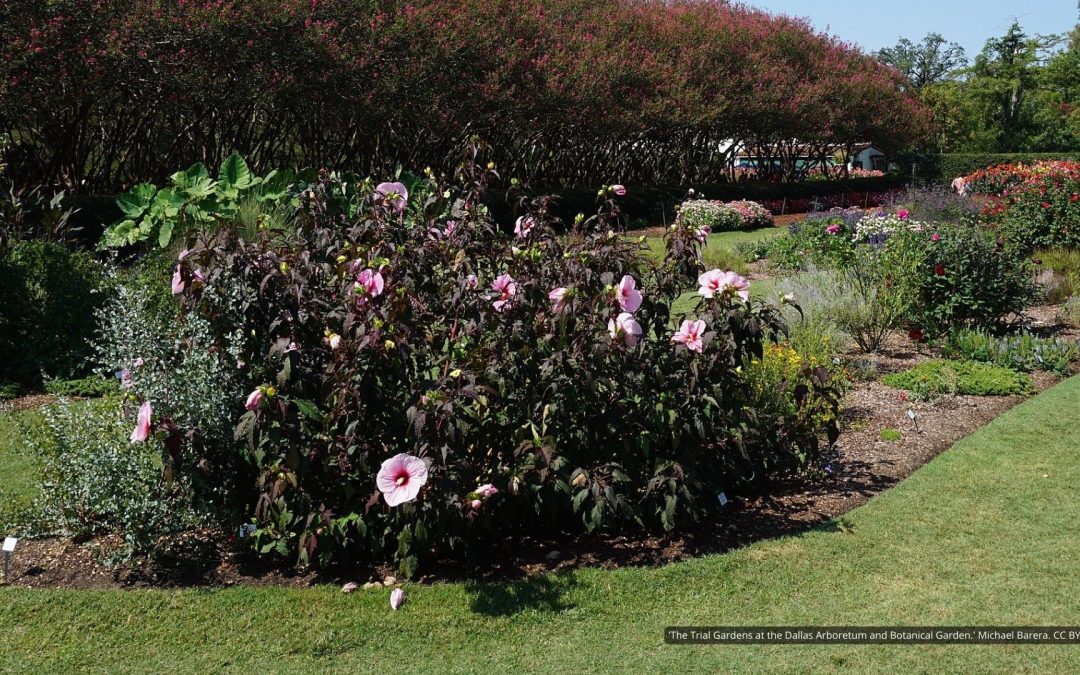 Tough & Beautiful: Must-Have Plants from the Dallas Arboretum!
