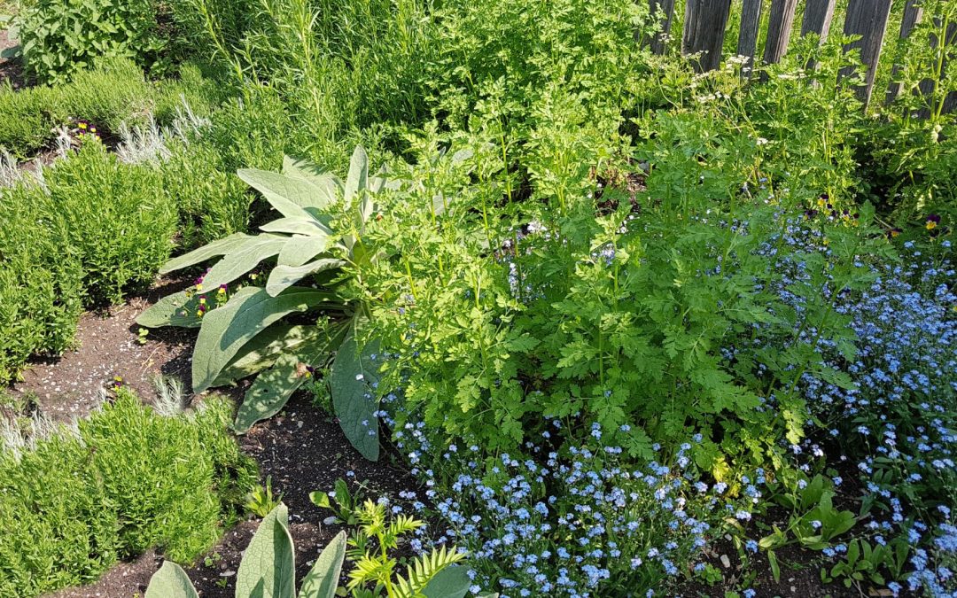 Herb Day at Rooted In