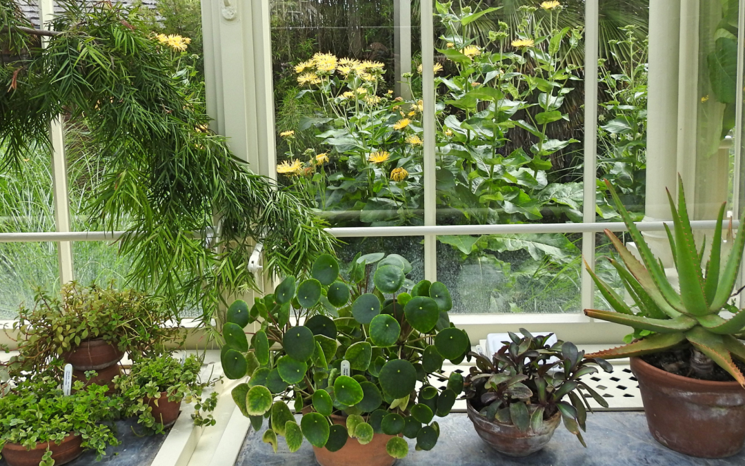 Nurturing Your Indoor Garden