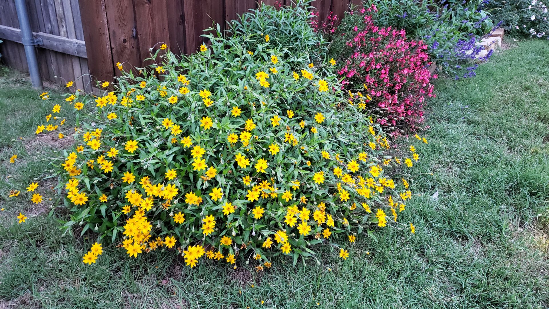 A bush with yellow flowers.