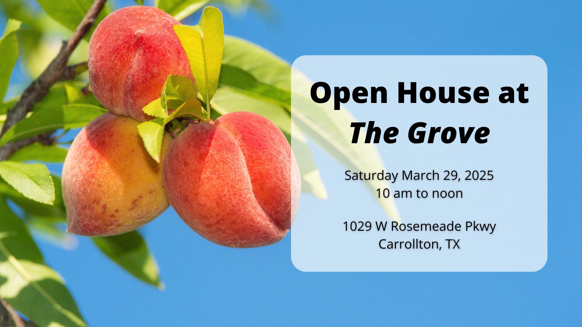 Photo of peaches on a tree limb with an overlay about The Grove Open House.