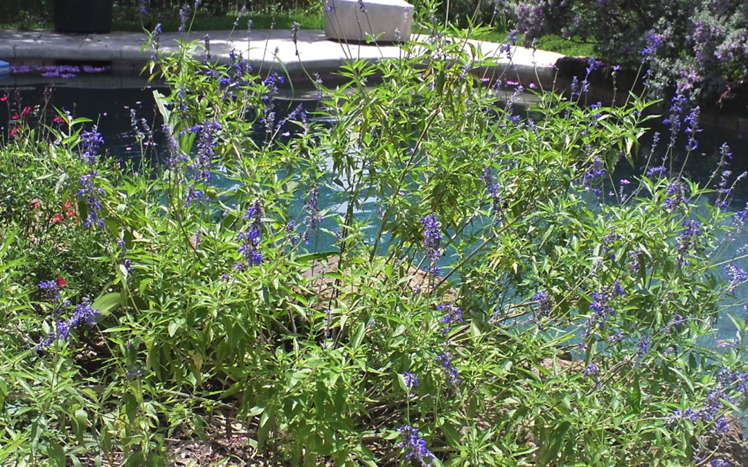 Landscape Design- Principals/styles/Colors – Promised Garden School