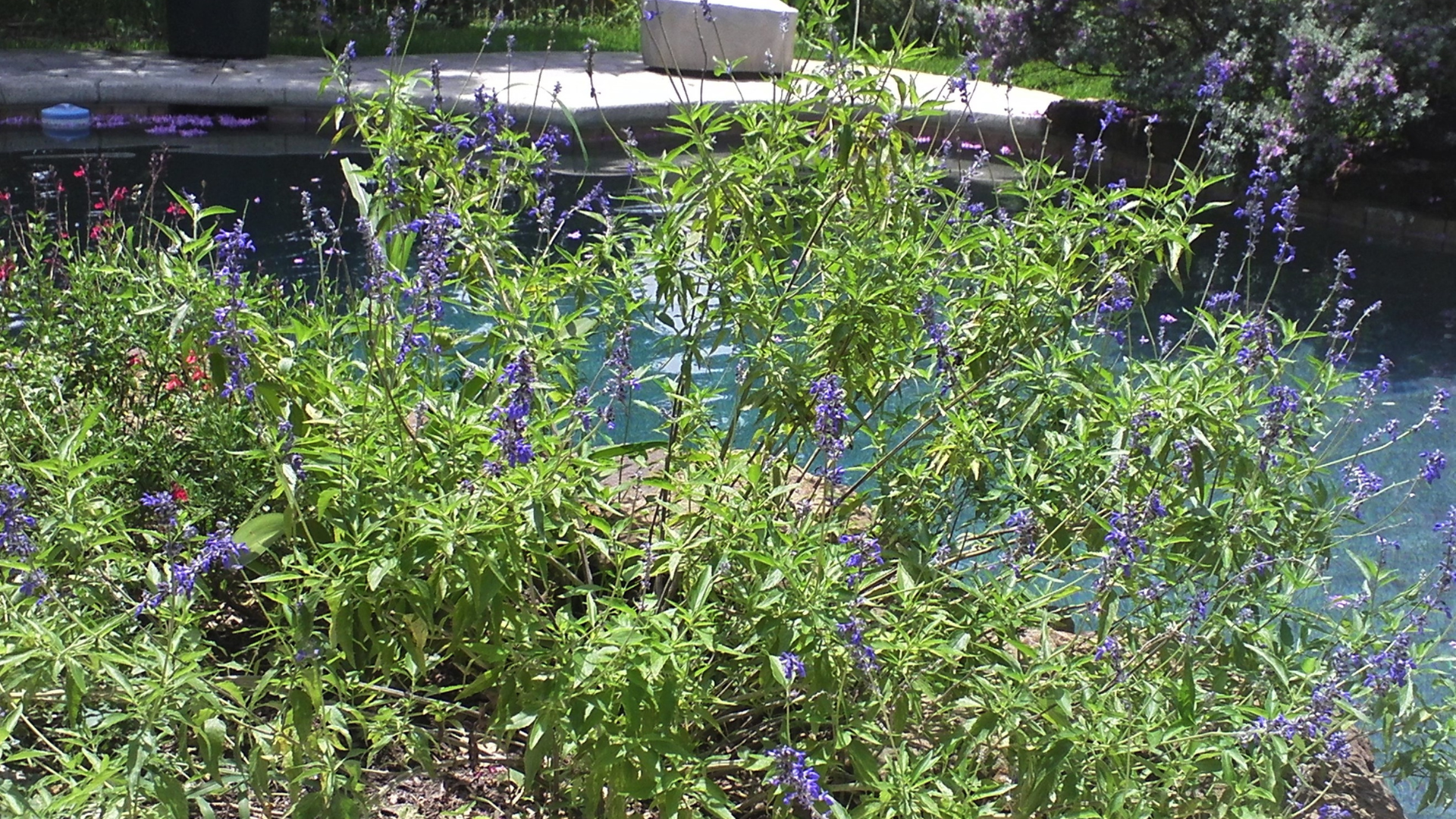 Plants with purple flowers by a body of water.
