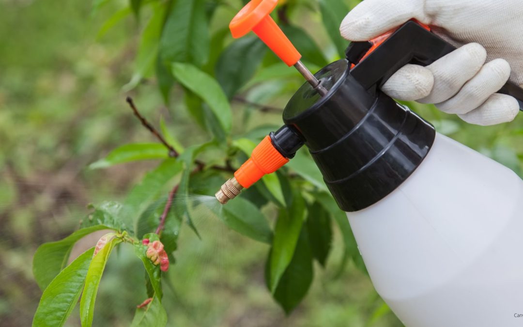 Flower Mound Library Spring Series – Sick Plants 911!