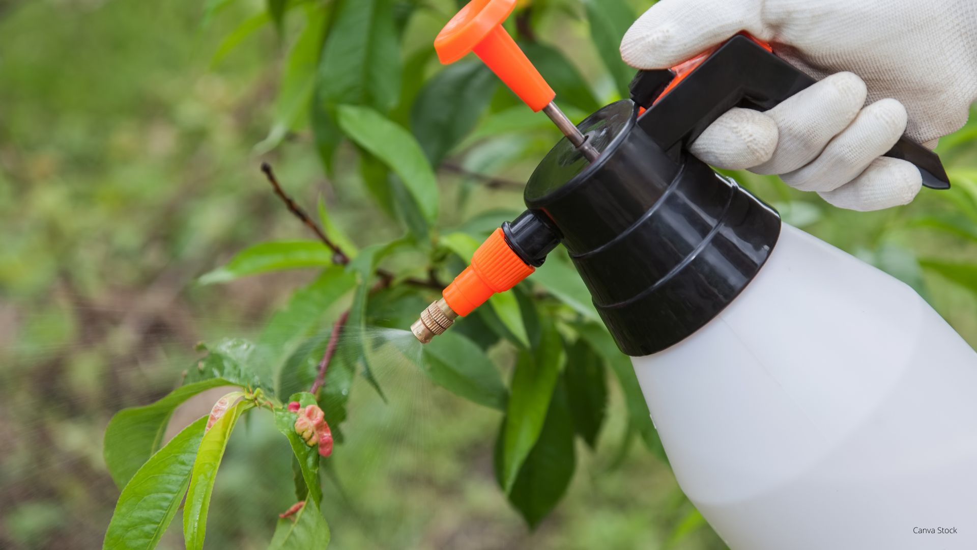 Photo of a gardener spraying a plant.