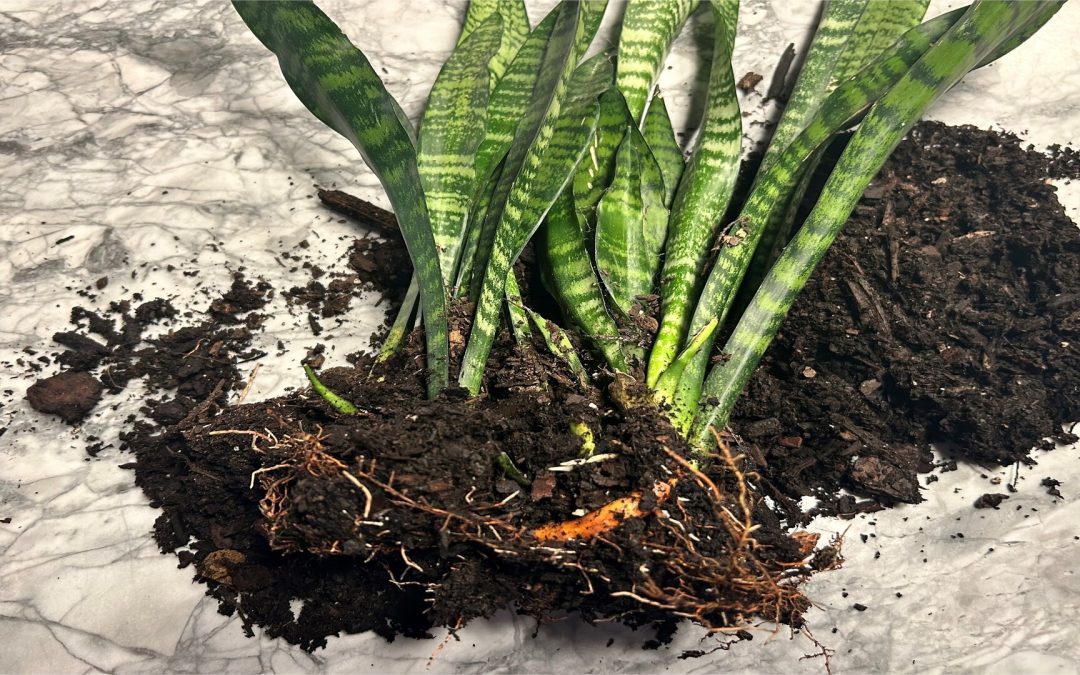 Plant Propagation for Homeowners!