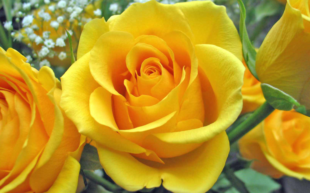 Propagation Team – A Journey through the Rose Industry