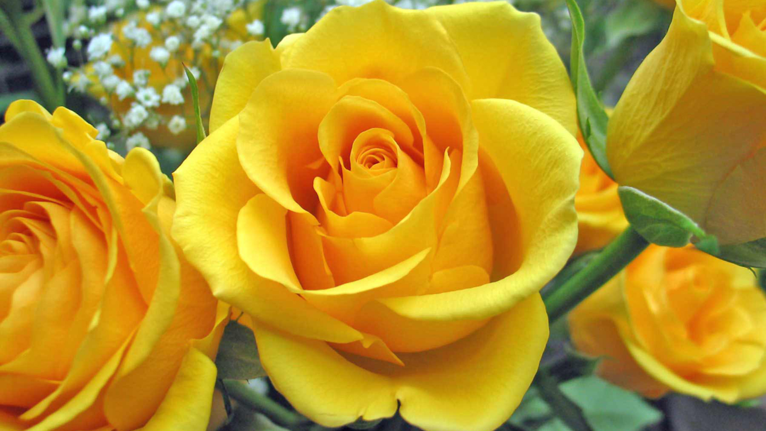 Yellow roses in full bloom.
