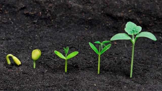 An image of plants sprouting at different stages of growth.