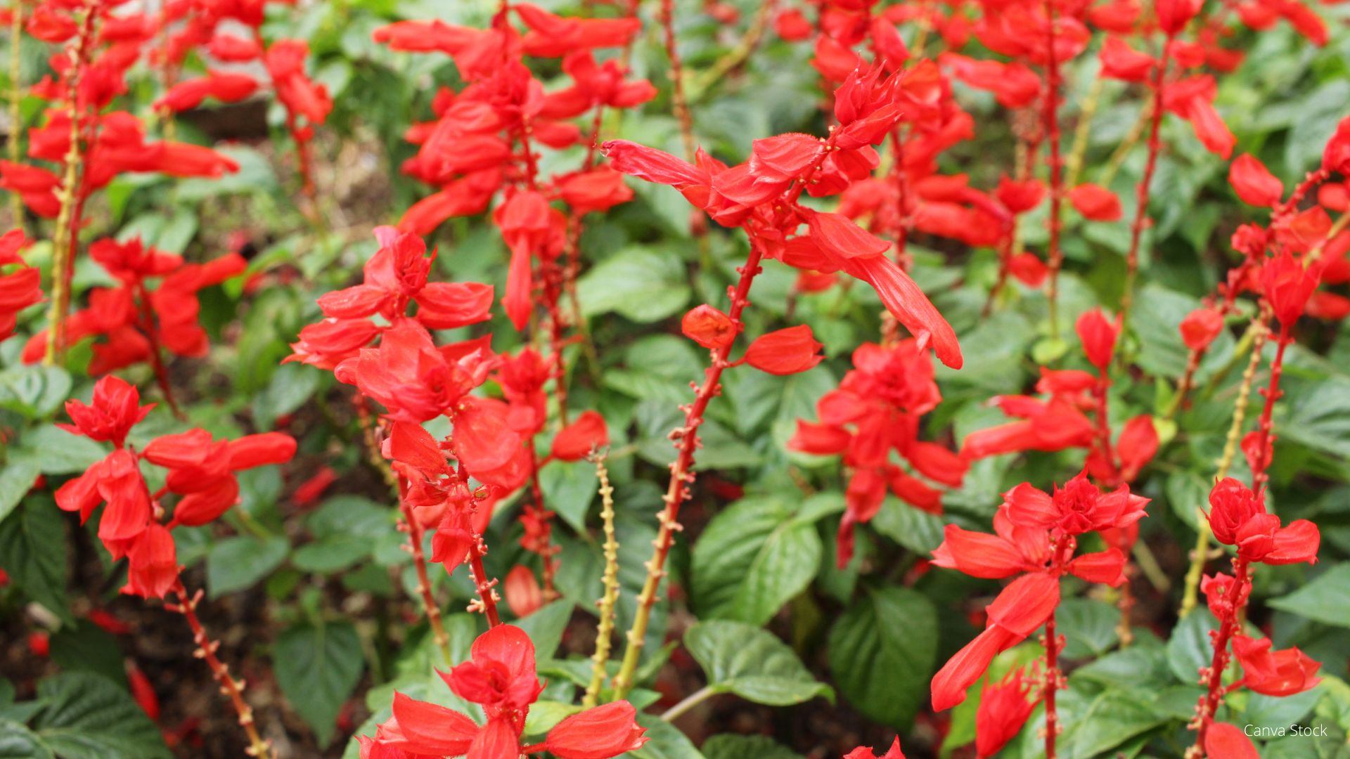 Photograph of red salvia plant in bloom.