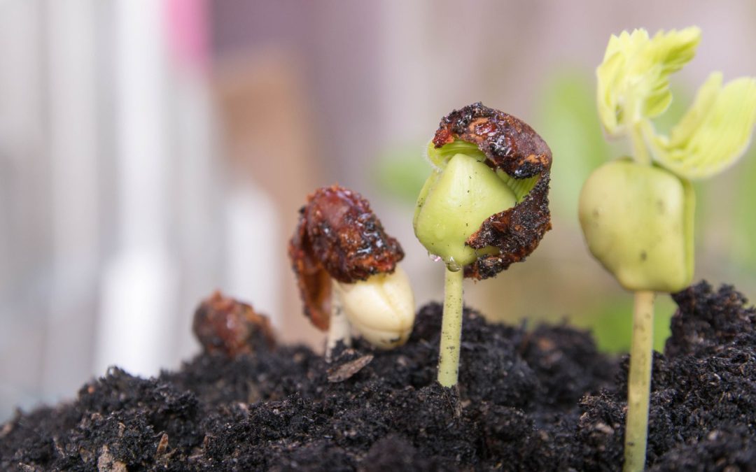 Plant Propagation – Starting from Seed