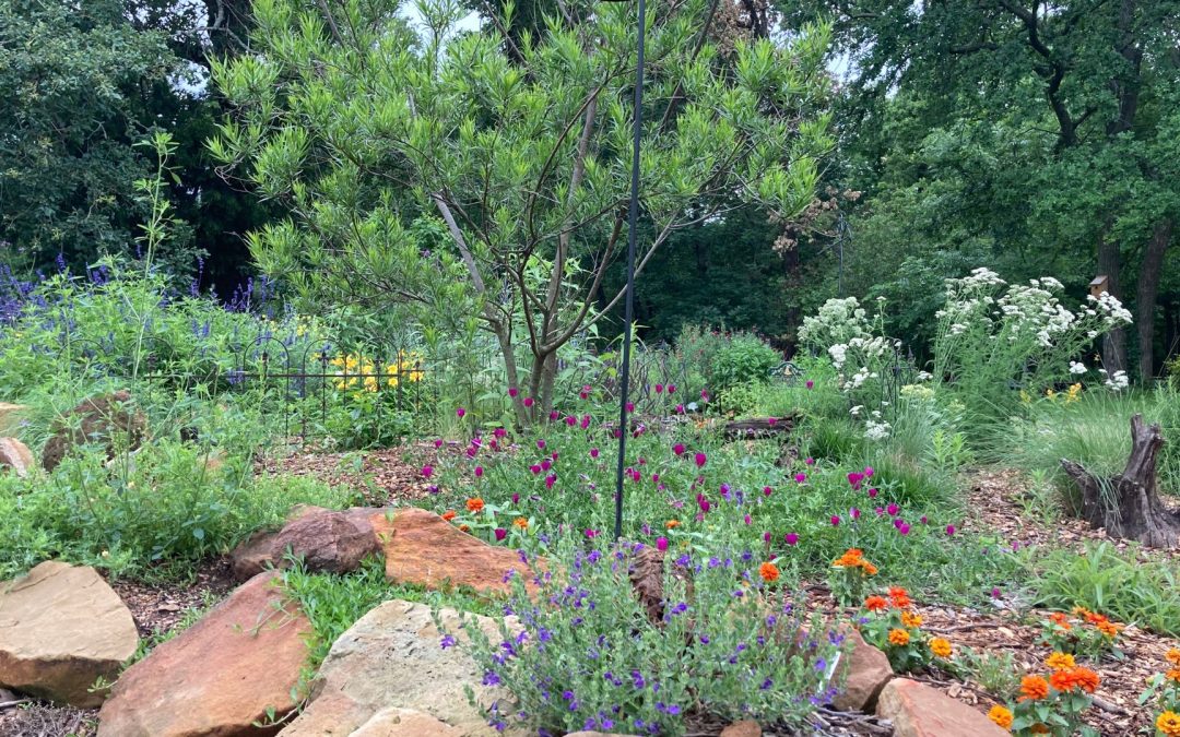 Intro to Permaculture Design & Landscape – Promised Garden Series