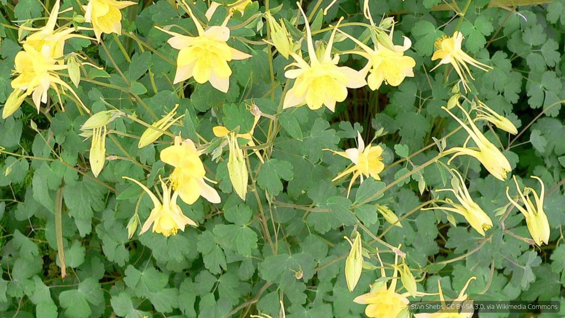 Photograph of Texas Yellow Columbine in bloom.