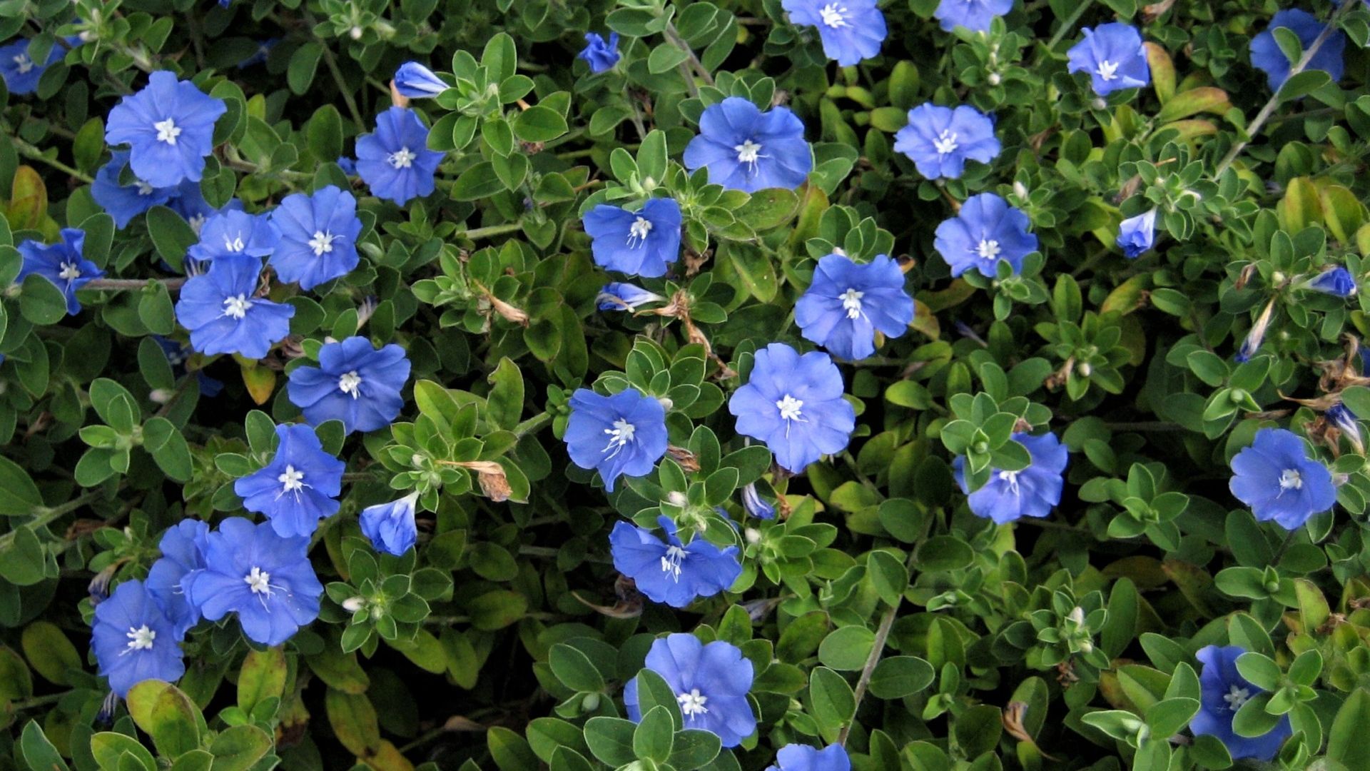 Photo of 'Blue Daze' Evolvulus glomeratus.