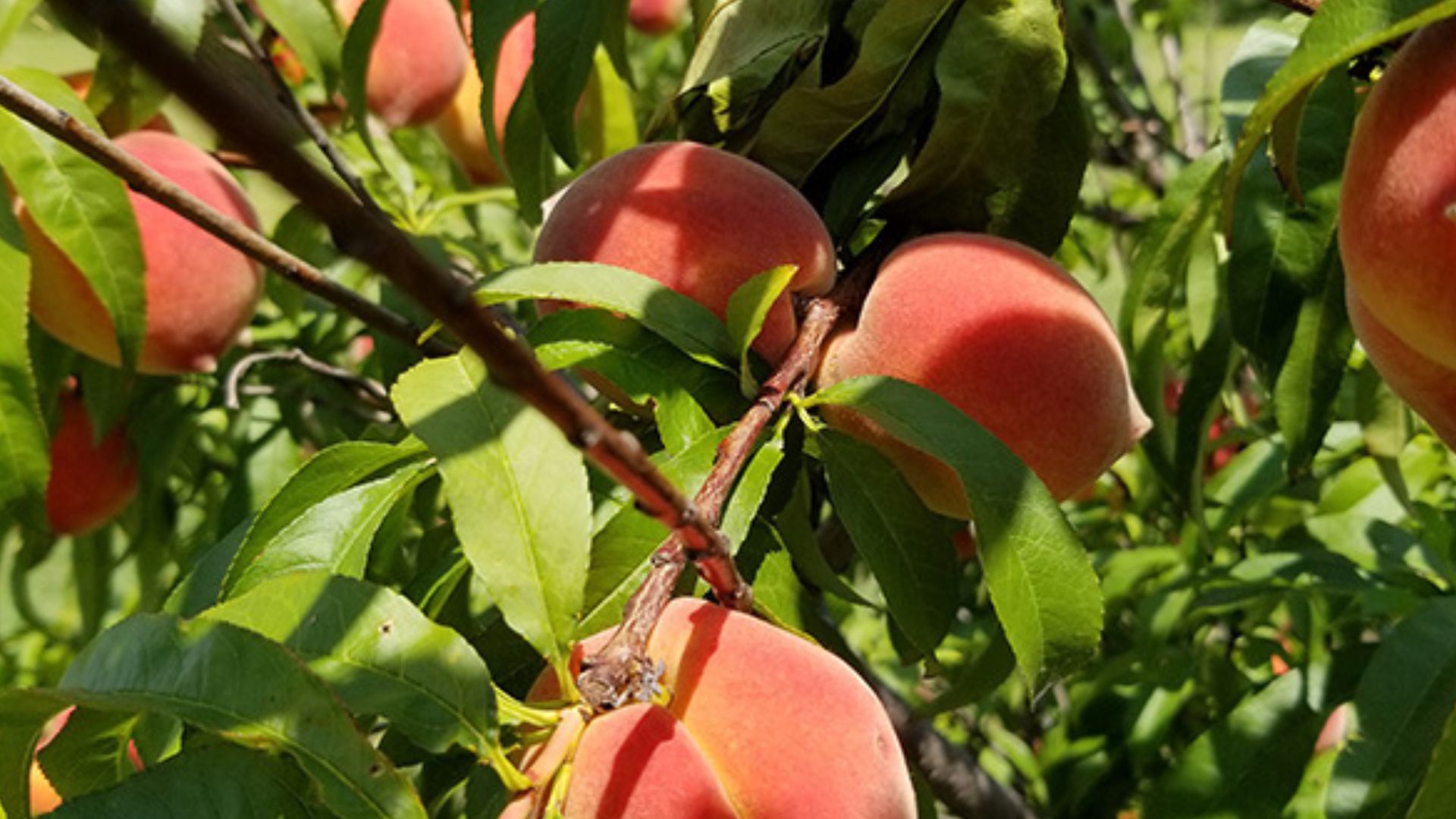 Photograph of a fruiting peach tree.