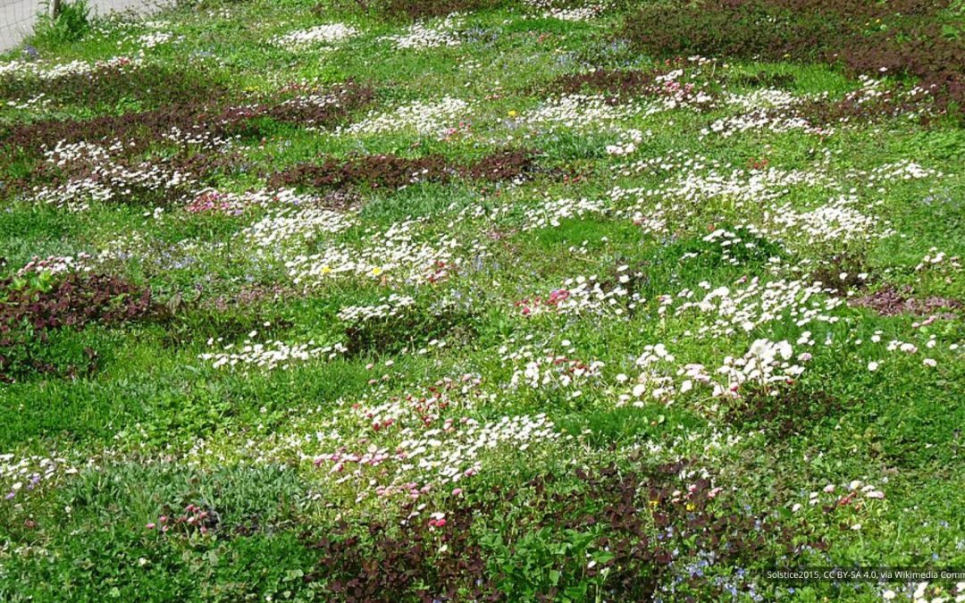 Lose the Lawn, Love the Landscape!