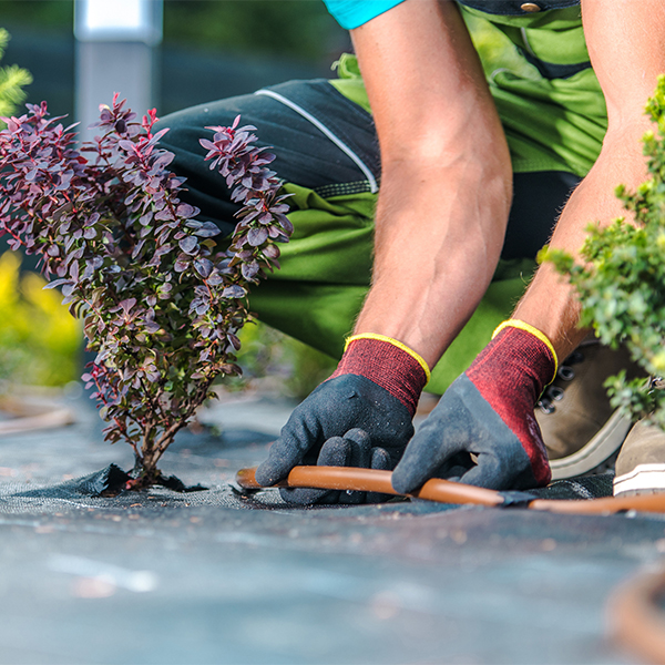 A gardener demonstrating how to assemble and secure pieces of drip irrigation hose.