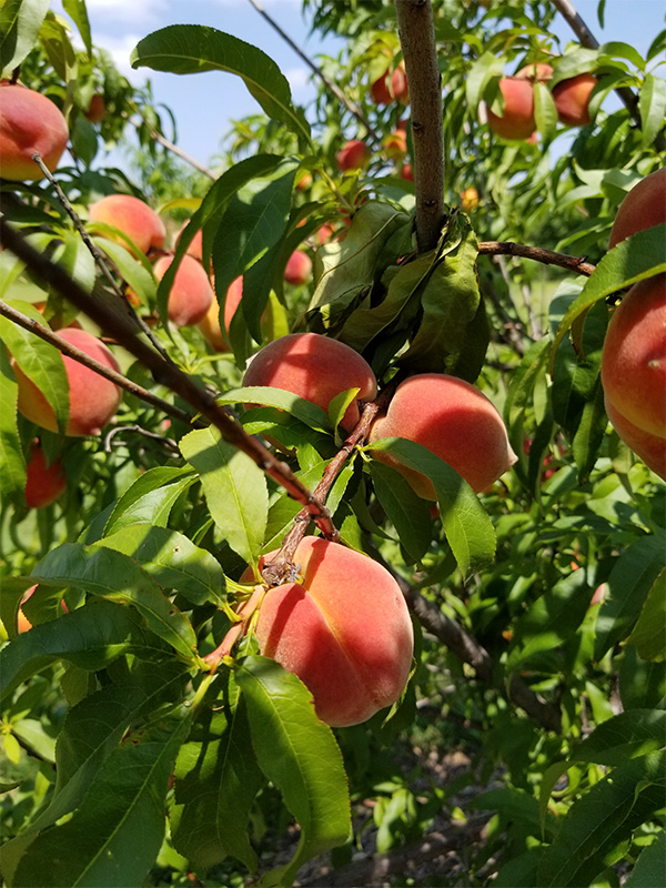 A peach tree with a cluster of ripening fruit.