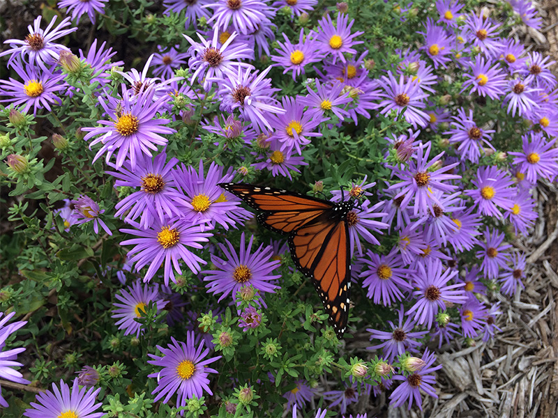 A Monarch butterfly perched on a cluster of purple fall aster flowers.