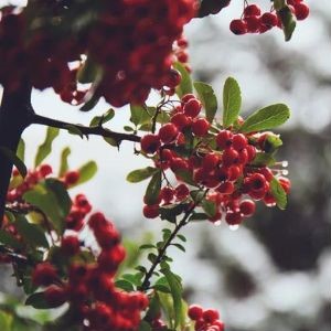 Red berries with green leaves