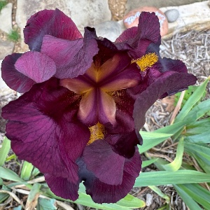 Photo of burgundy iris flower