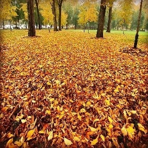 Photo of autumn foliage amongst trees