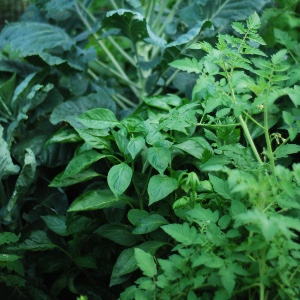 Photo of Tall Cabbage, Basil, and Tomato Plants