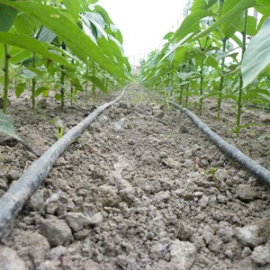 Photo of dripline hose running along green veggies.
