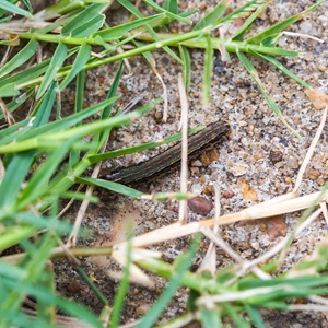 Photo of fall armyworm caterpillar in a lawn.