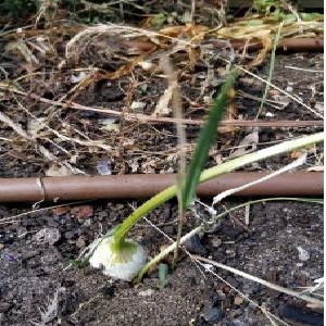 Photo of garlic plants in a garden.