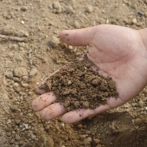 Photo of hand holding brown soil.