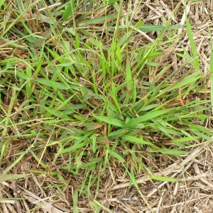 Photo of crabgrass plant