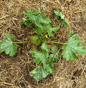 Photo of Mulch