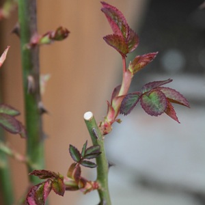 Photo of a pruned rose with new colorful growth.